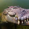 Crocodile_The_SeaWing