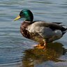 Ducksarepeak