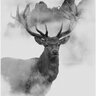 GaloreDeer051