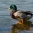 Ducksarepeak