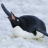 Penguinkingpin
